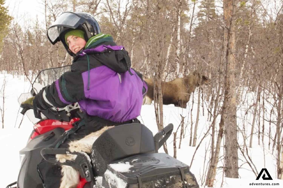 spotting a moose while snowmobiling