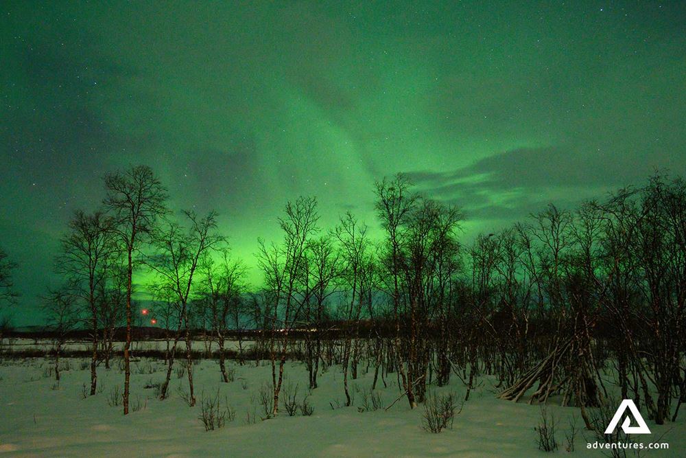 northern lights above a forest