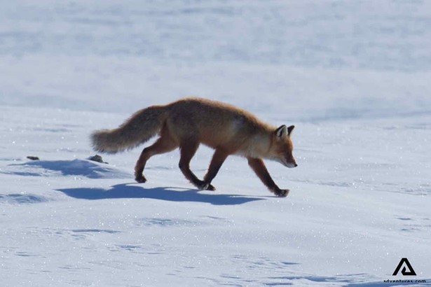 a fox walking through a frozen lake in sweden