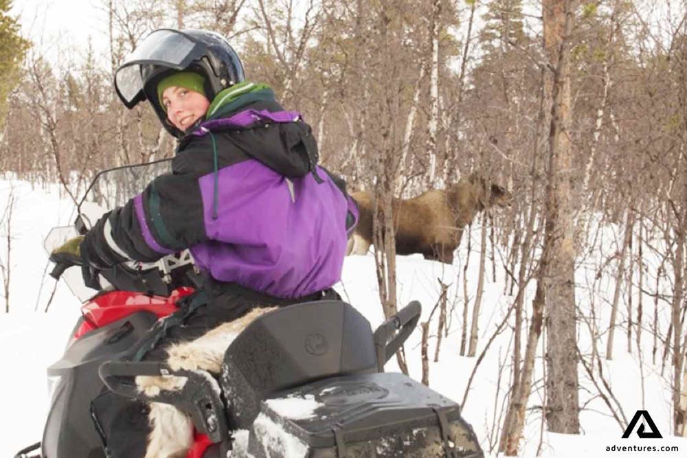 snowmobiling and spotting a moose