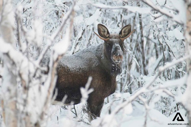 moose spotting in winter at a forest