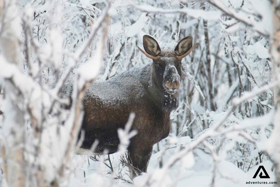 moose spotting in winter