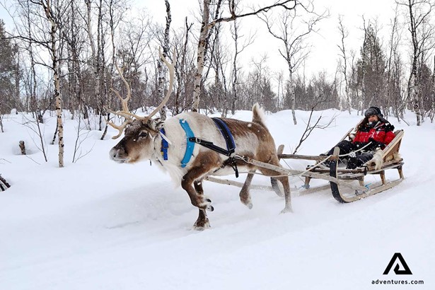 a reindeer pulling a sledge in winter