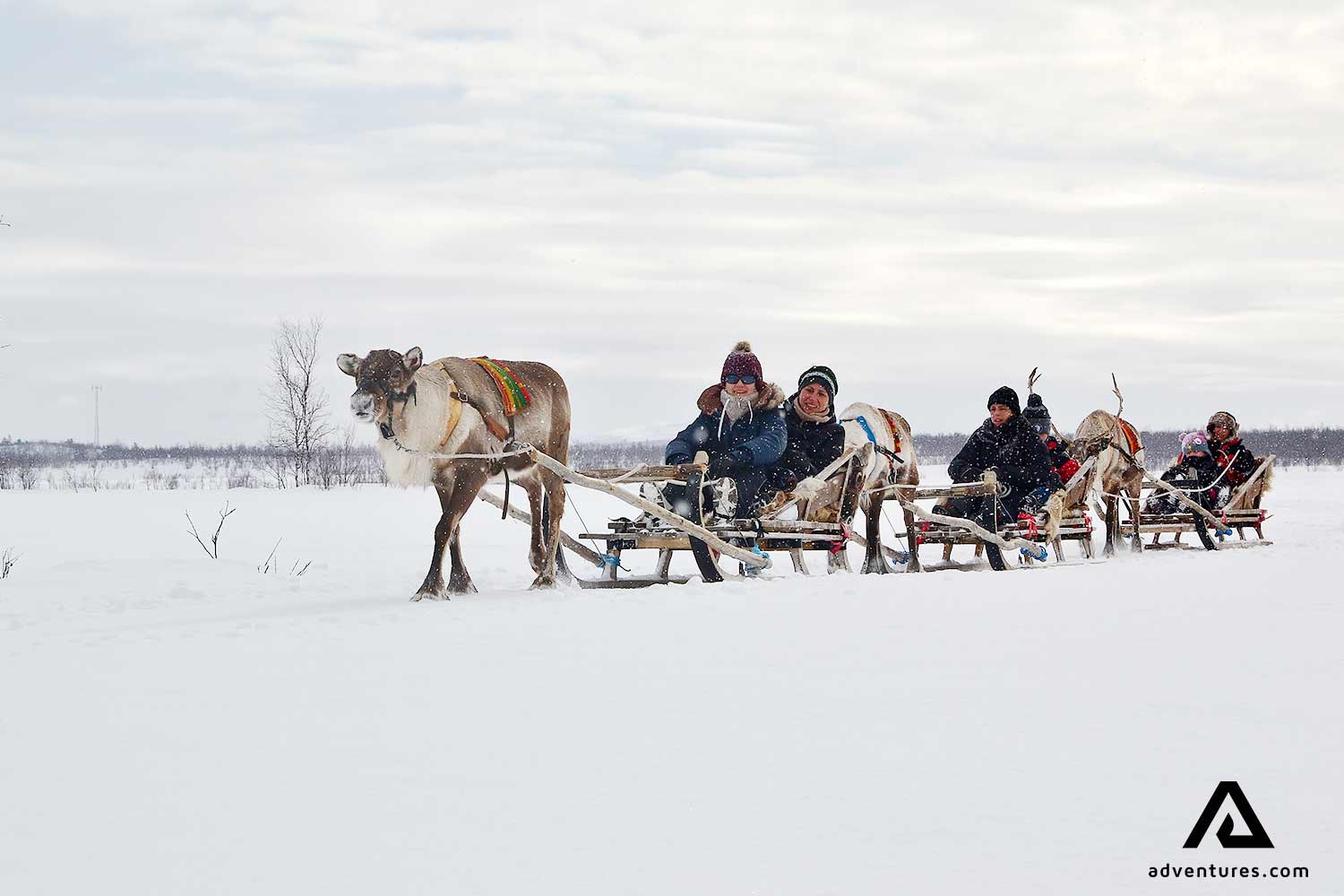 reindeer pulling a sledge with people in sweden