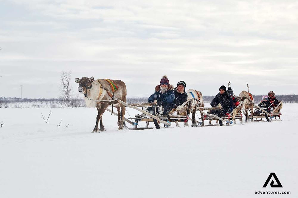 reindeer pulling a sledge with people