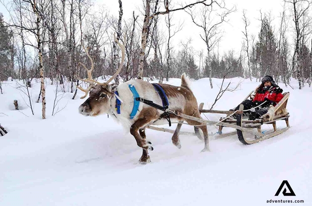 happy woman reindeer sledding through a forest road