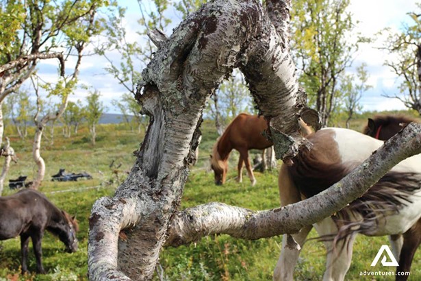 horses in a forest in sweden