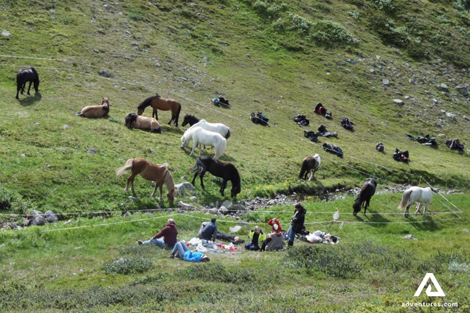 horses roaming freely in lapland ratekjokk