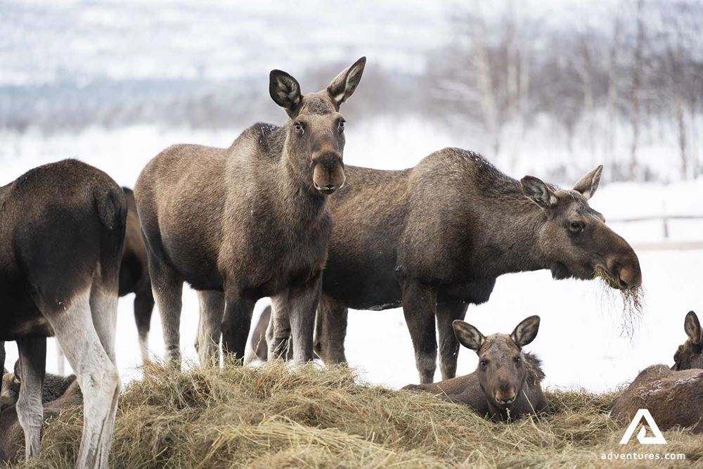 moose herd eating hay