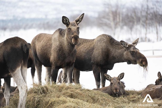 moose herd eating hay in winter