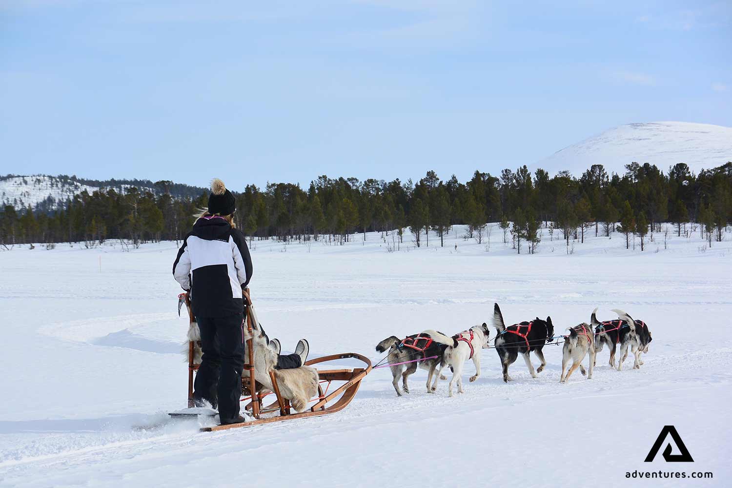 dogsledding through a winter frozen lake in sweden