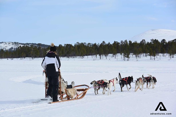 dogsledding through a winter frozen lake in sweden