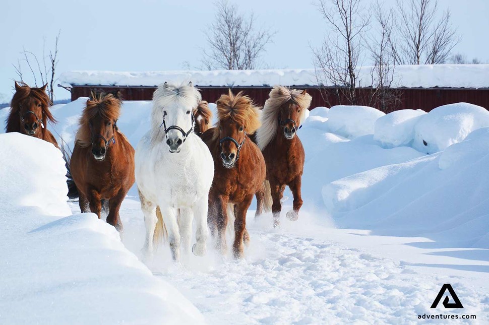 herd of horses running through a snowy road in winter