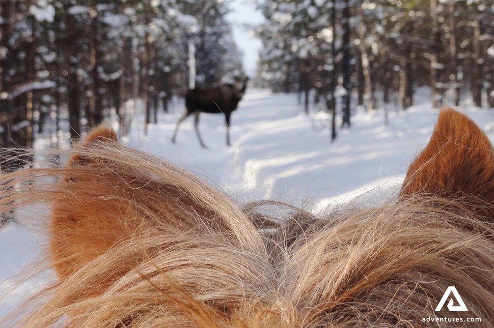 pov of spotting a moose from a horse