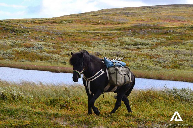 horse running in ratekjokk trail in sweden