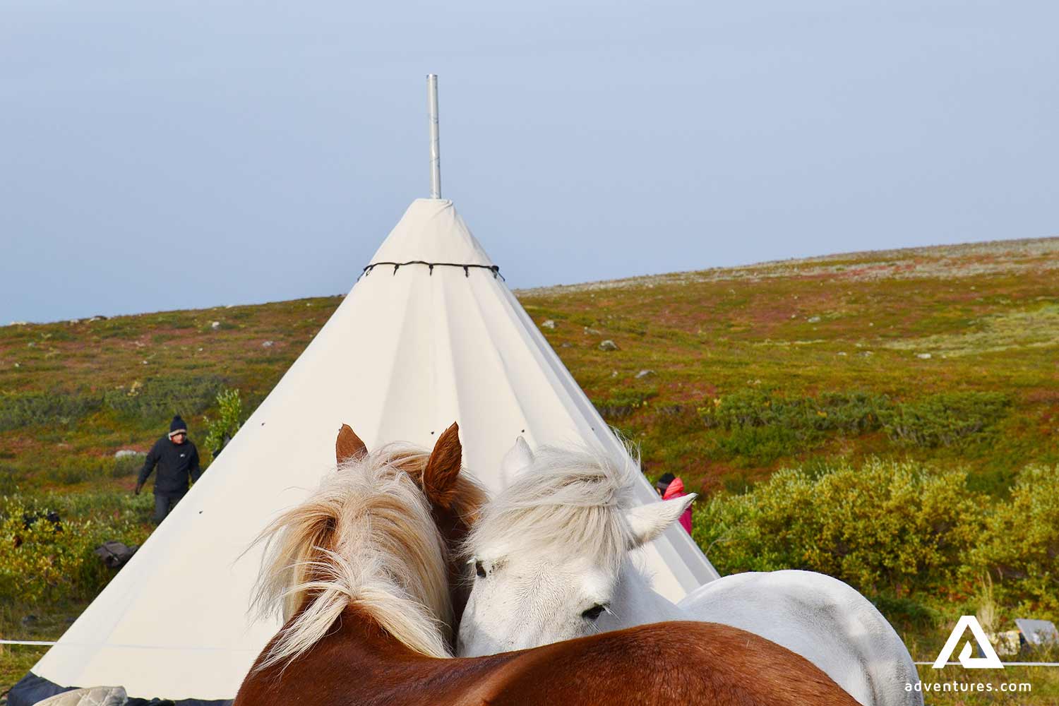 two horses near a teepee