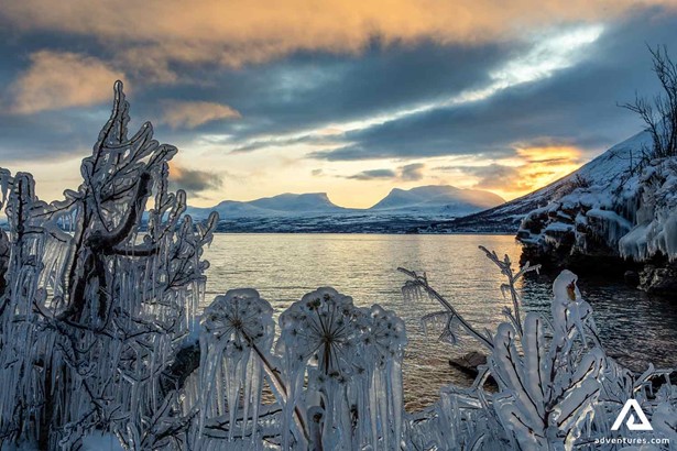 frozen bushes near a lake in sweden