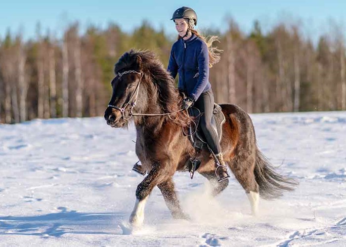 Horseback Riding Tours in Sweden