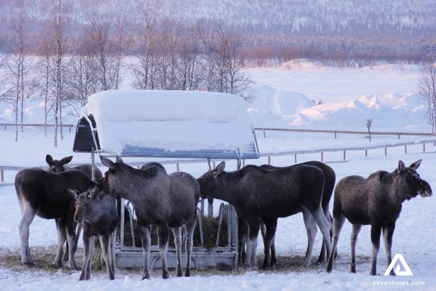 herd of moose at sunset in winter