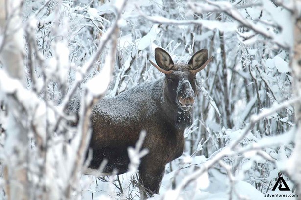 moose looking at the photographer in winter