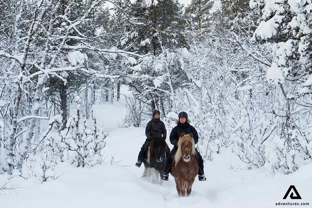riding horse in swedish forest in winter