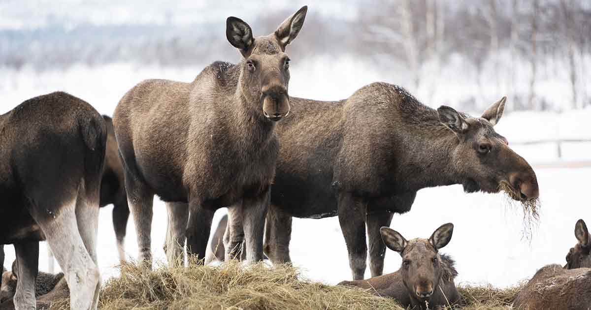 moose safari arjeplog