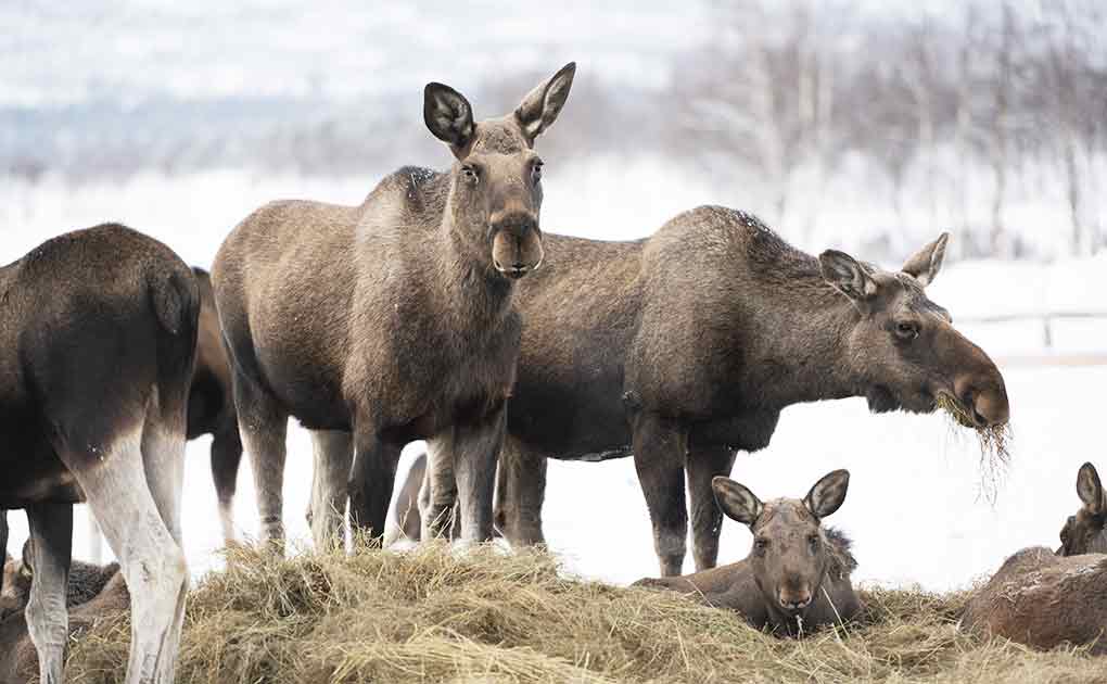 Moose Safari on Horseback