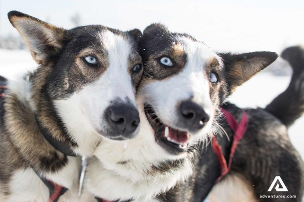 happy snow dogs
