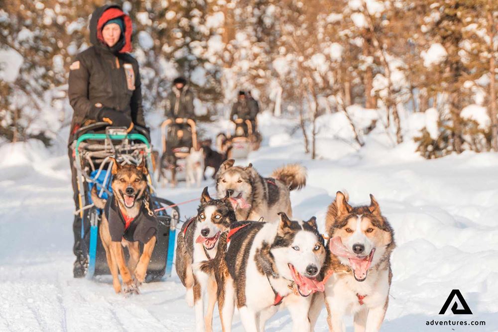 dog sledding in a forest