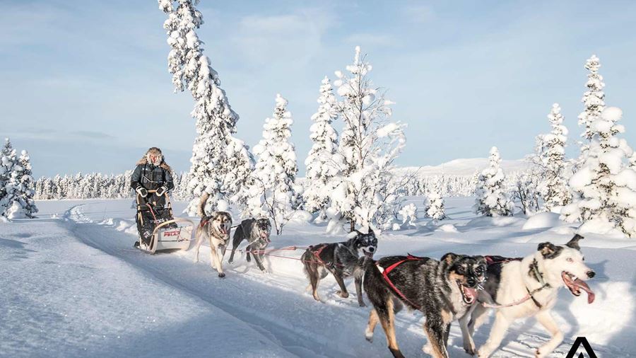 winter dogsledding in lapland