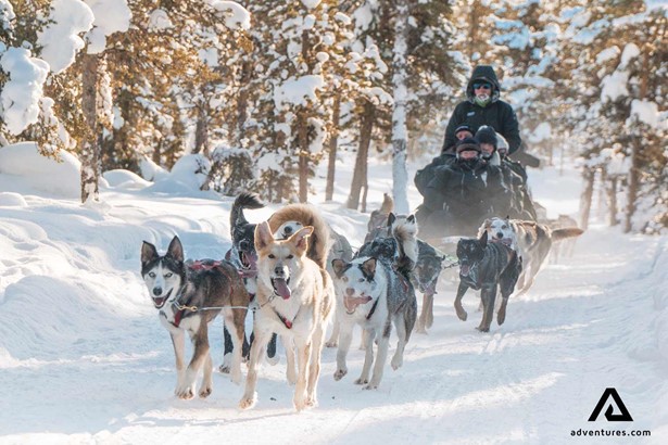 dogsledding through a snowy forest in sweden