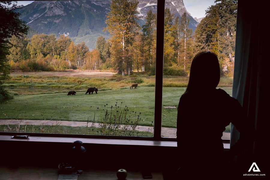 Watching grizzly bear wildlife from the lodge window