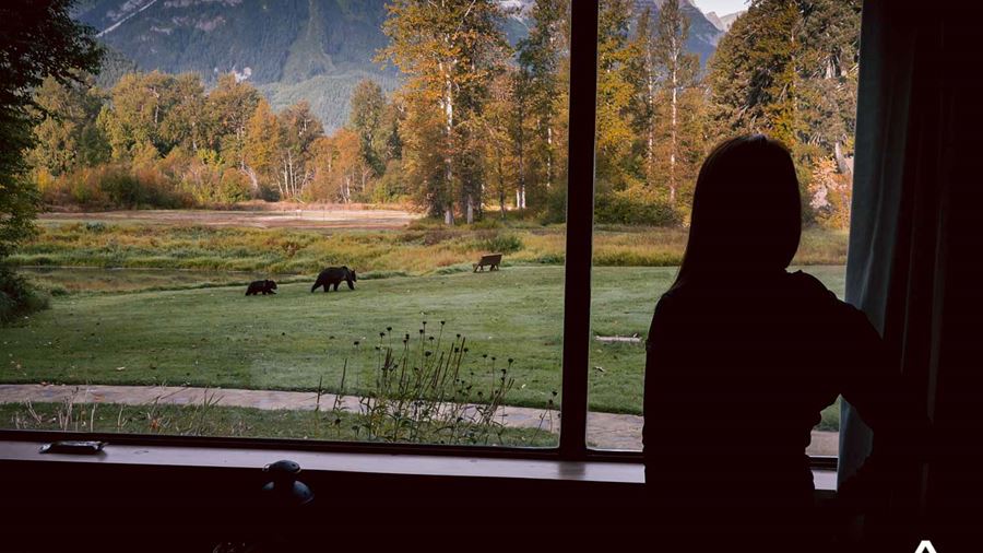 Watching grizzly bear wildlife from the lodge window