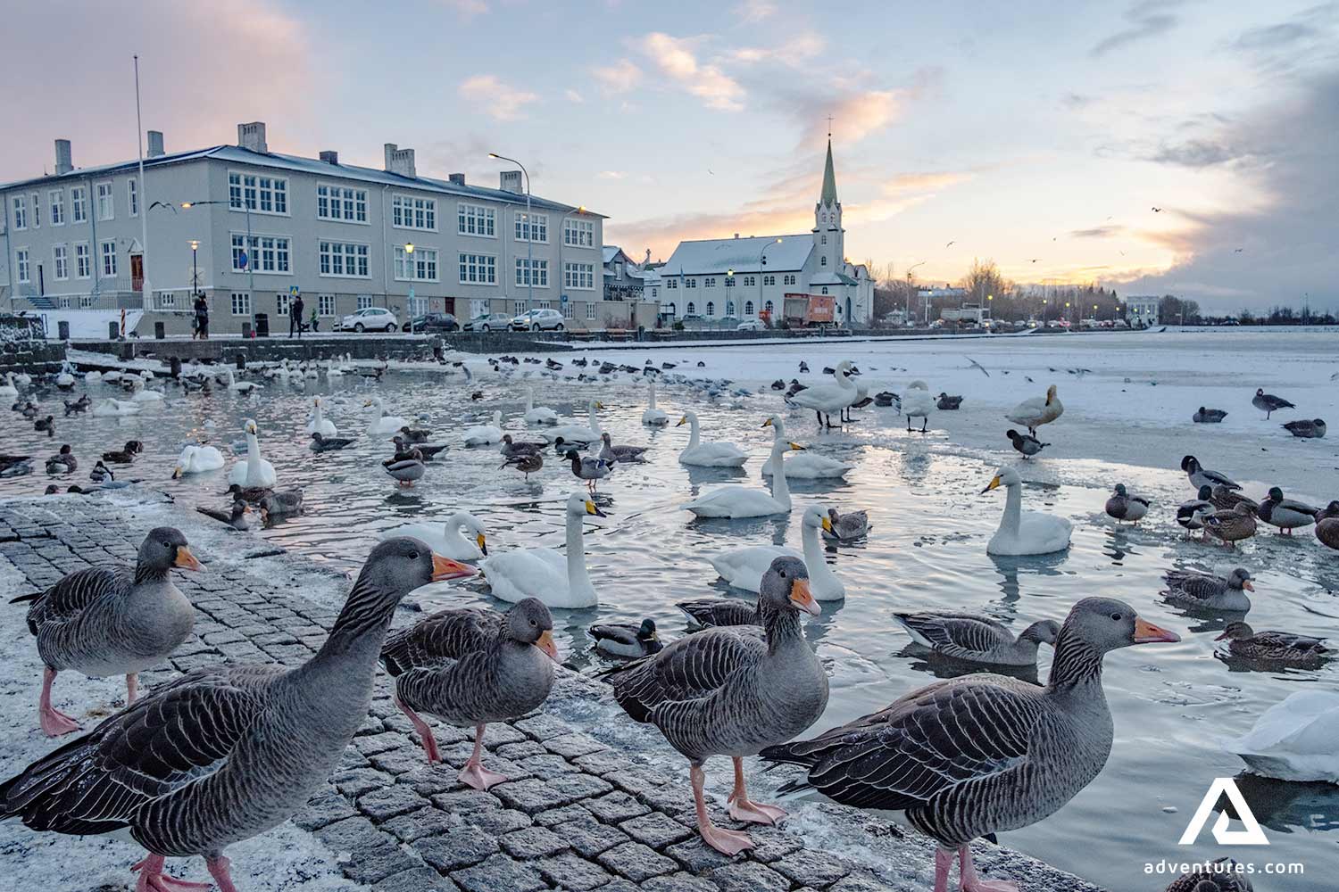 birds near lake tjornin in reykjavik