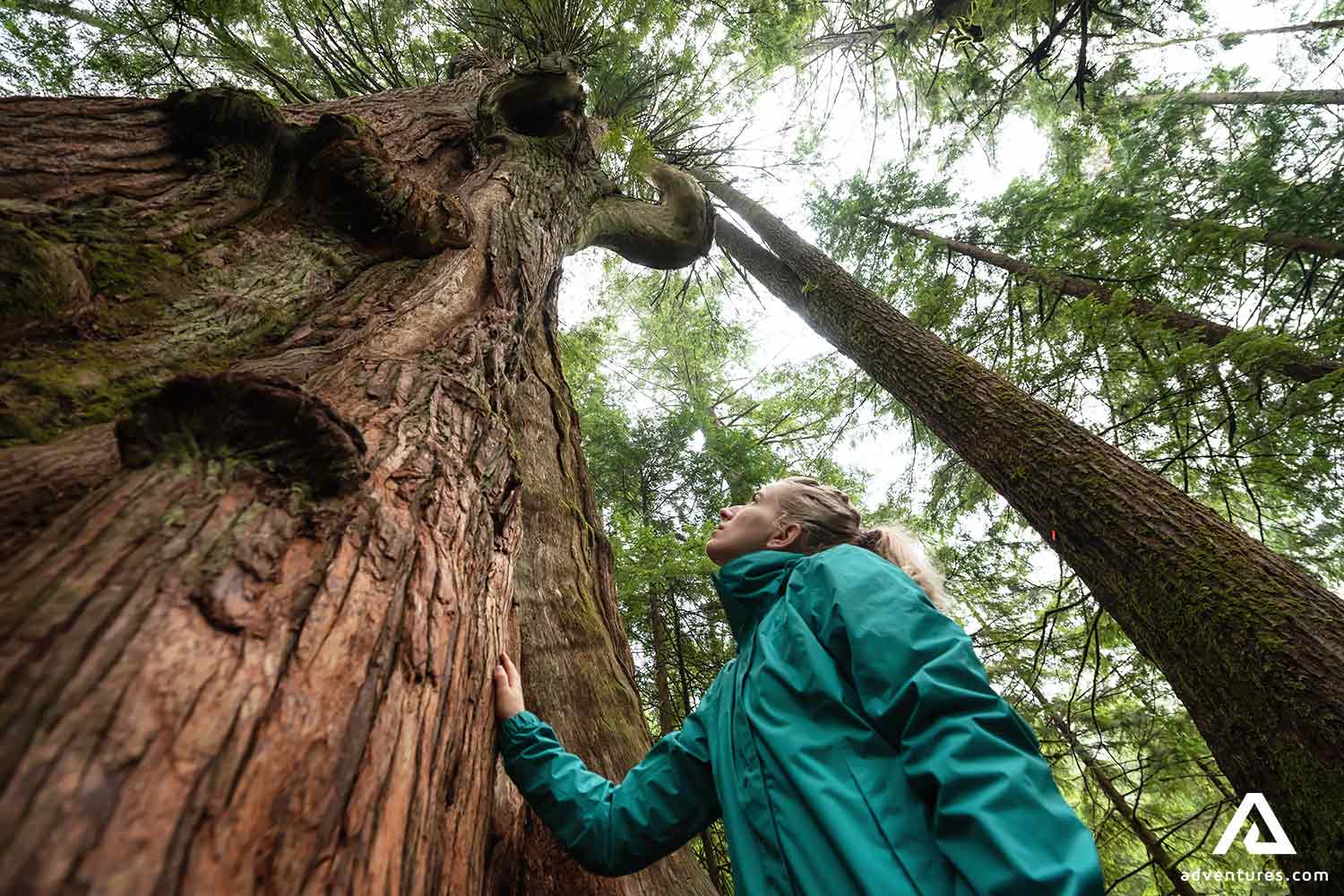 woman hiker touching big redwood tree in canada