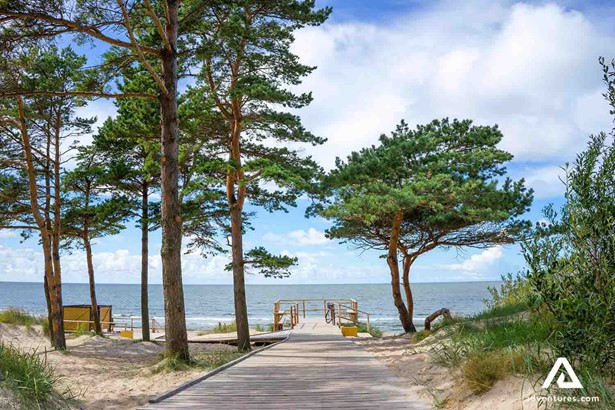 beach trees near baltic sea in nida
