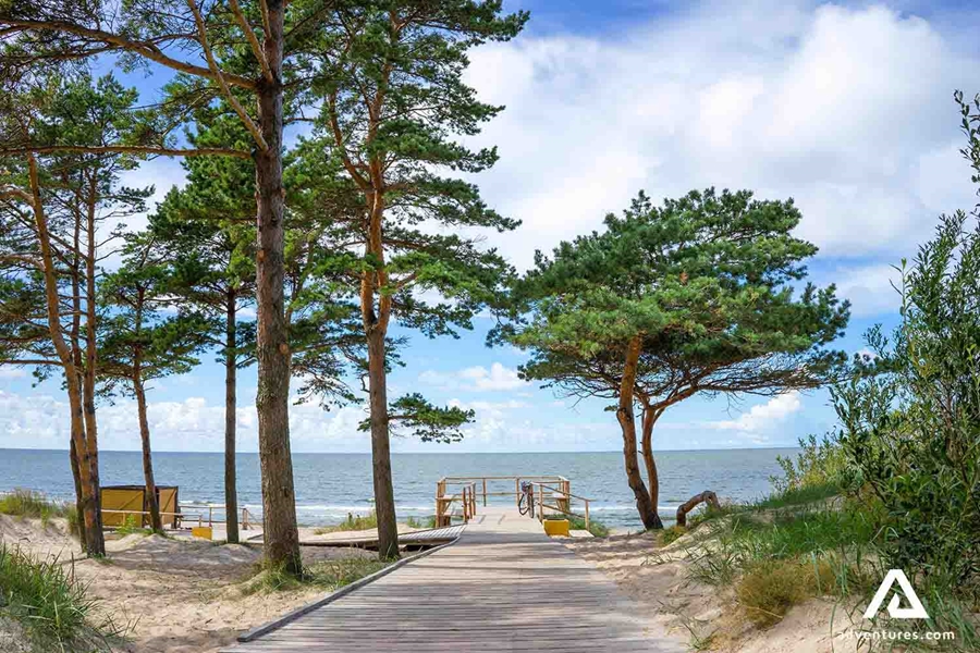 beach trees near baltic sea