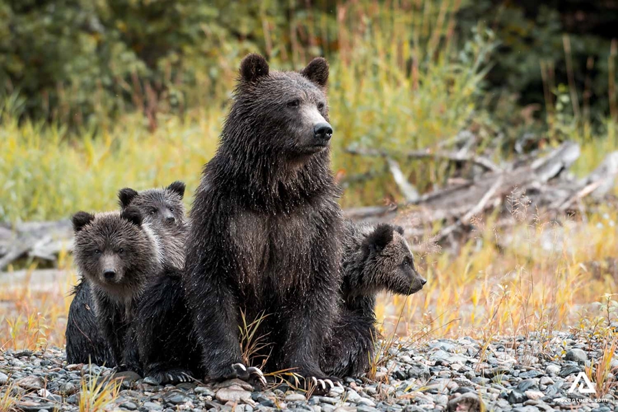 Grizzly bear with a cubs in Canada