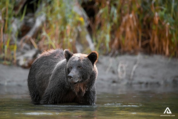 Grizzly bear in the river