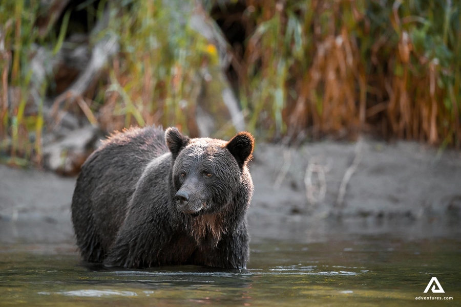 Browns grizzly bear in the river