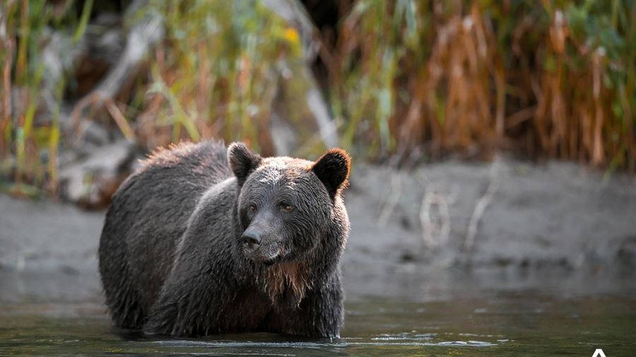 Browns grizzly bear in the river