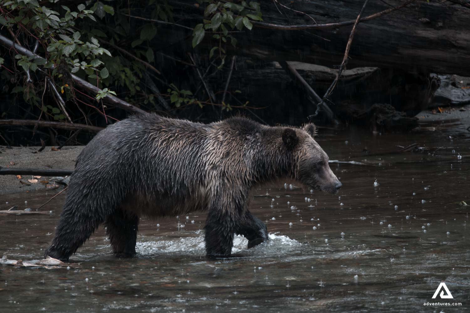 Grizzly bear in river