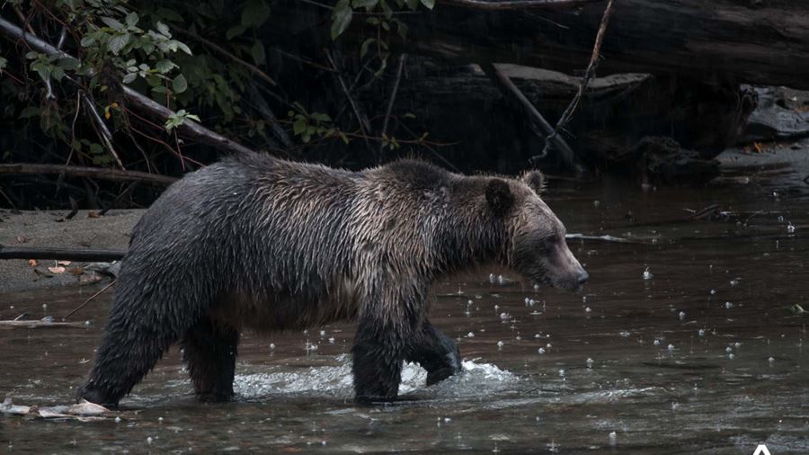 Grizzly bear in Canadian river
