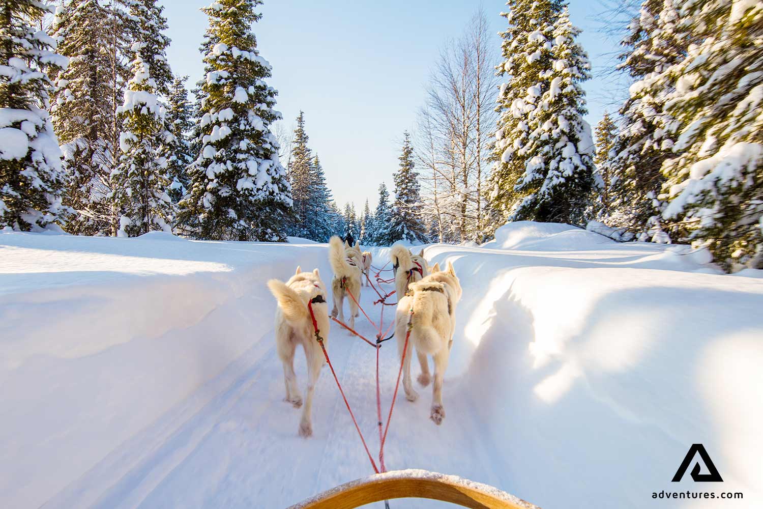 Dog Sledding in Sweden All You Need to Know Before Your Trip