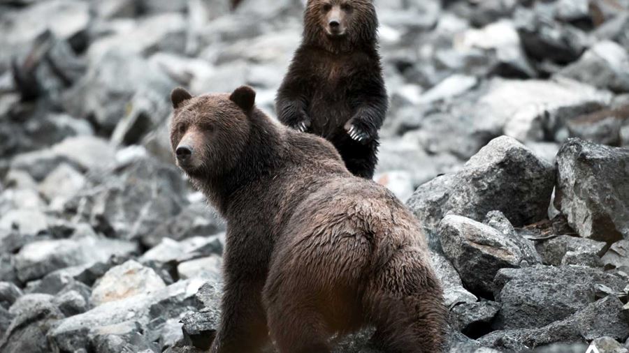 Grizzly Bear Cubs on the rocks