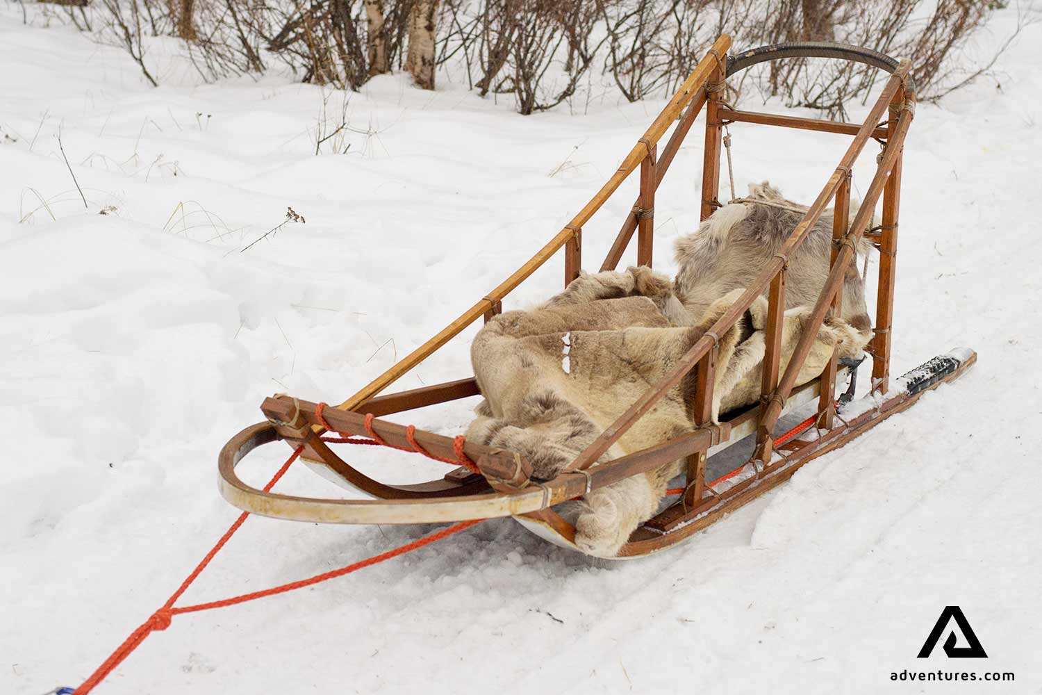 Dog Sledding in Sweden All You Need to Know Before Your Trip