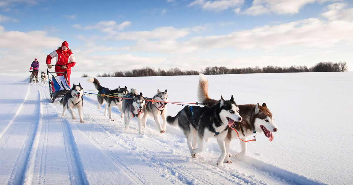 Dog Sledding in Sweden All You Need to Know Before Your Trip
