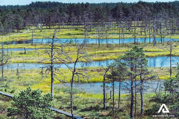 lahemaa national park swamp view in estonia