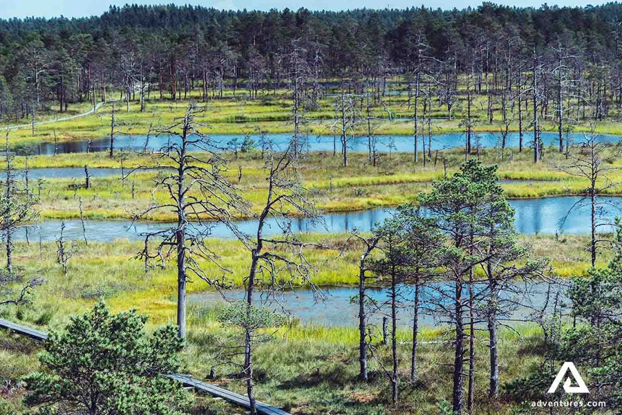 lahemaa national park swamp view