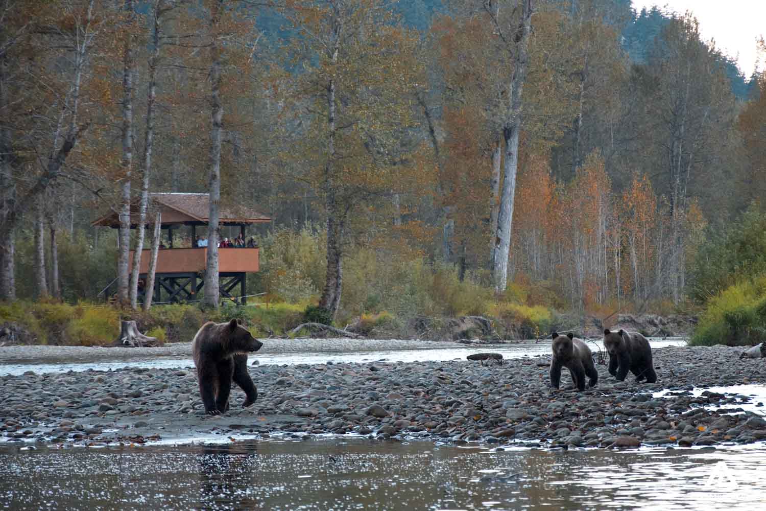 Grizzly bear and cubs on rocky shore